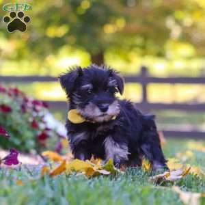 Trevor, Miniature Schnauzer Puppy